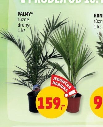 PALMY*