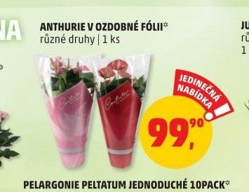 ANTHURIE V OZDOBNÉ FÓLII*