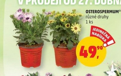 OSTEROSPERMUM*