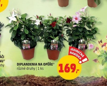 DIPLANDENIA NA OPĚŘE*