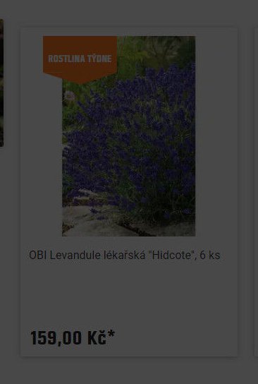 OBI Levandule lékařská 