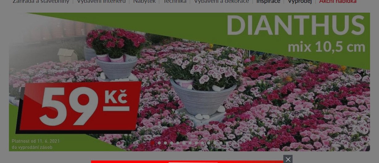 Dianthus mix 10,5 cm