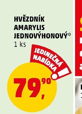 Hvězdník Amarylis jednokvětý