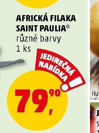 Africká fialka Saint Paulia