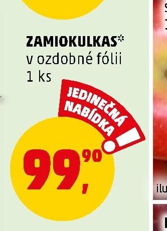 Zamiokulkas