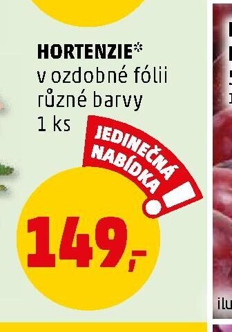 Hortenzie