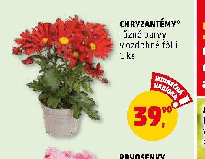 CHRYZANTÉMY