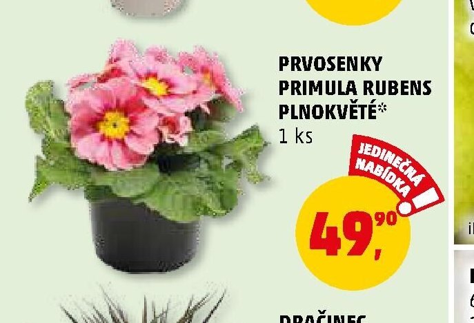 PRVOSENKY PRIMULA RUBENS PLNOKVĚTÉ
