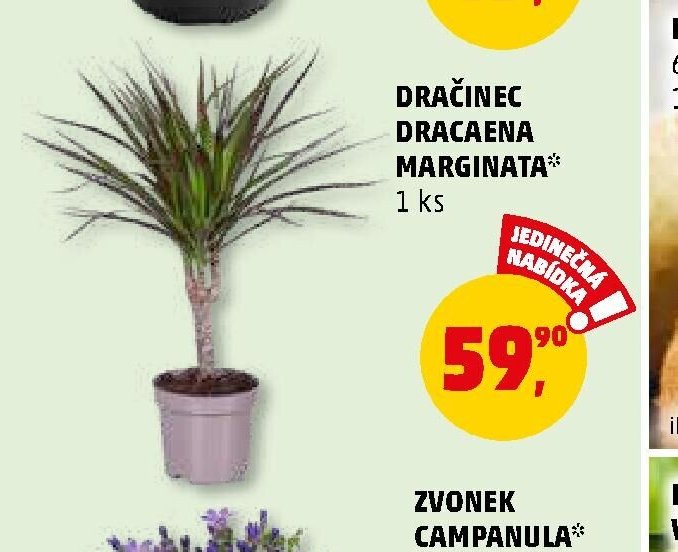 DRAČINEC DRACAENA MARGINATA