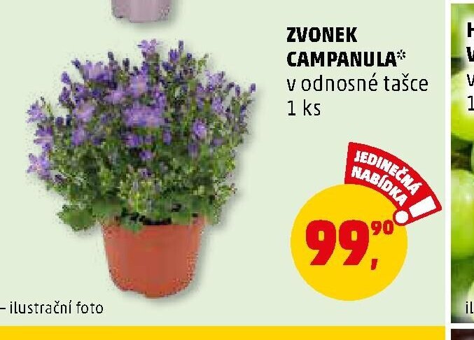 ZVONEK CAMPANULA