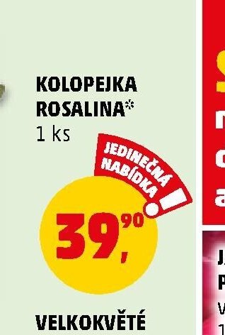 Kolopejka Rosalina