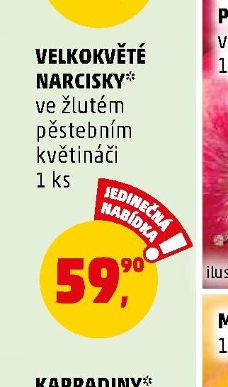 Velkokvěté narcisky