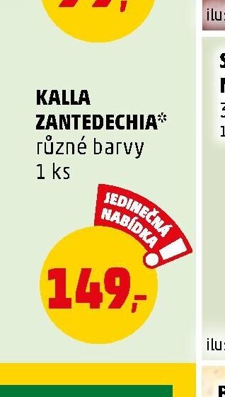 Kalla zantedechia