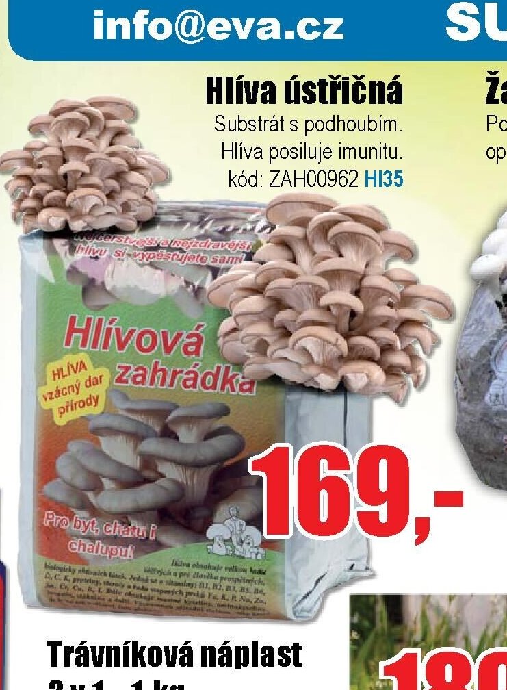 Hlíva ústřičná