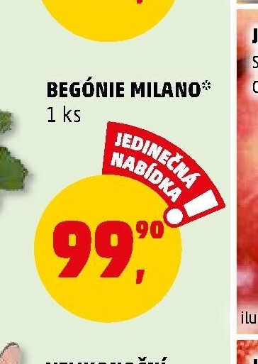 BEGÓNIE MILANO