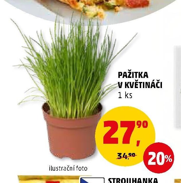 PAŽITKA V KVĚTINÁČI