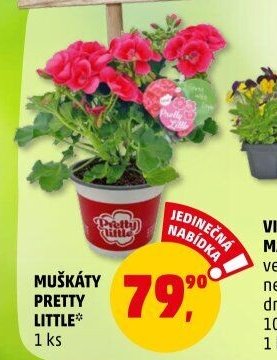 MUŠKÁTY PRETTY LITTLE*