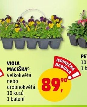 VIOLA MACEŠKA* velkokvětá nebo drobnokvětá