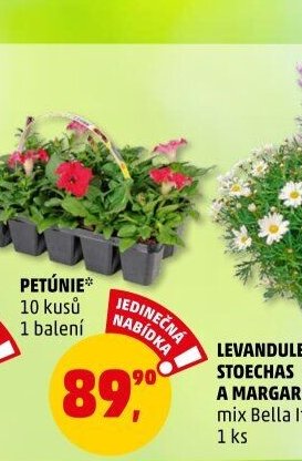 PETÚNIE*