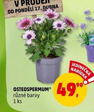OSTEOSPERMUM*