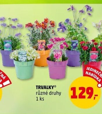 TRVALKY*