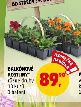 BALKÓNOVÉ ROSTLINY*