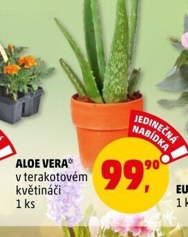 ALOE VERA*