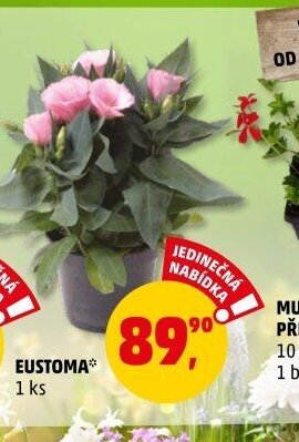 EUSTOMA*