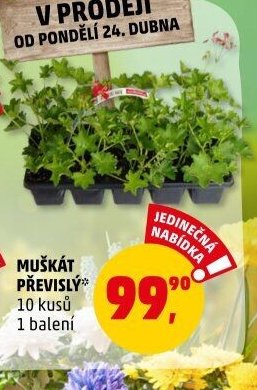 MUŠKÁT PŘEVISLÝ*