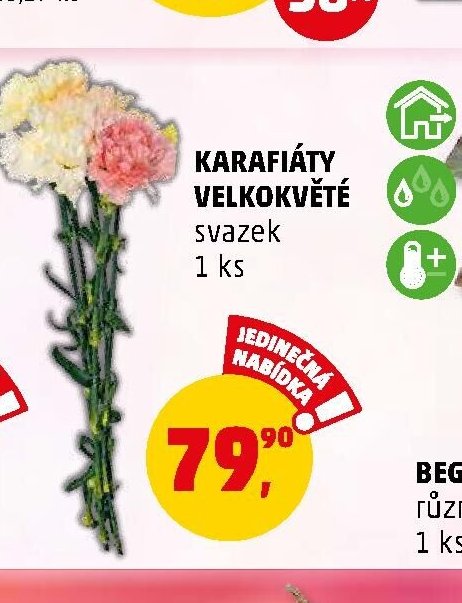 KARAFIÁTY VELKOKVĚTÉ svazek