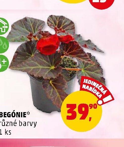 BEGÓNIE různé barvy