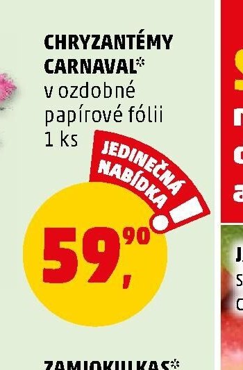 CHRYZANTÉMY CARNAVAL*