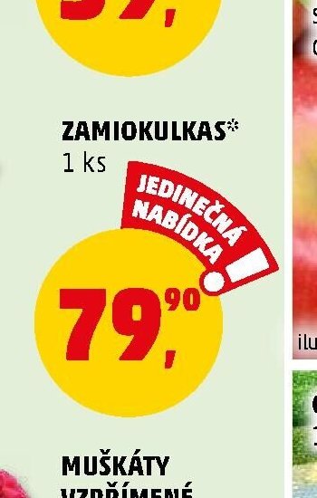ZAMIOKULKAS*
