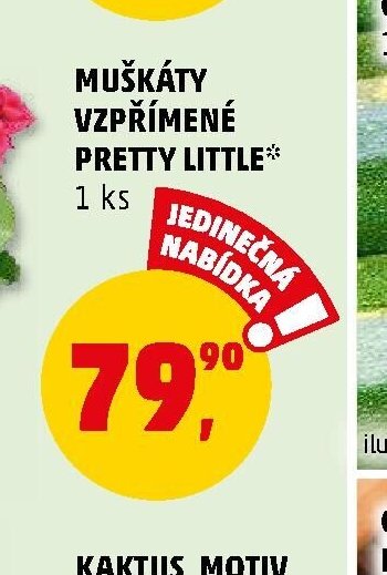 MUŠKÁTY VZPŘÍMENÉ PRETTY LITTLE*