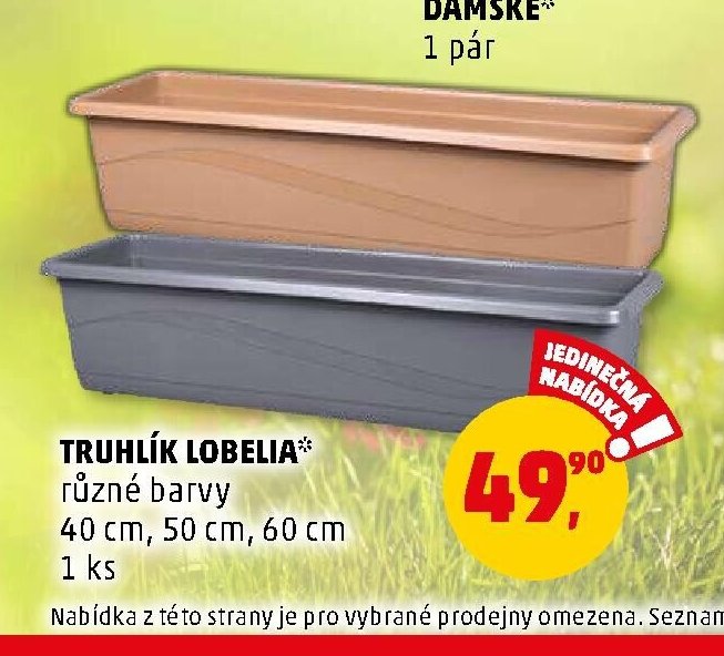 TRUHLÍK LOBELIA