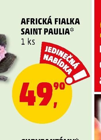 AFRICKÁ FIALKA SAINT PAULIA