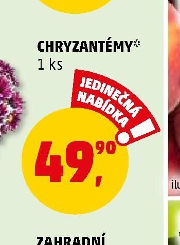 CHRYZANTÉMY