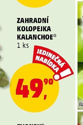 ZAHRADNÍ KOLOPEJKA KALANCHOE