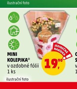 MINI KOLEJKA v ozdobné fólii