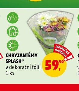 CHRYZANTÉMY SPLASH v dekorační fólii