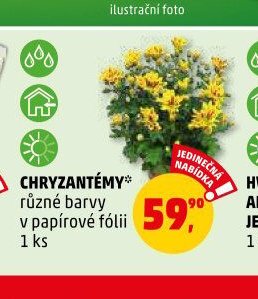 CHRYZANTÉMY různé barvy v papírové fólii