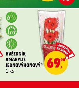 HVĚZDNÍK AMARYLIS JEDNOVÝHONOVÝ