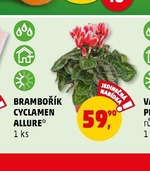 BRAMBOŘÍK CYCLAMEN ALLURE