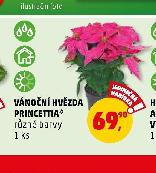 VÁNOČNÍ HVĚZDA PRINCETTIA