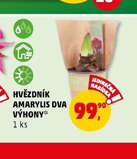 HVĚZDNÍK AMARYLIS DVA VÝHONY