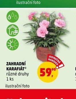 ZAHRADNÍ KARAFIÁT