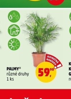 PALMY