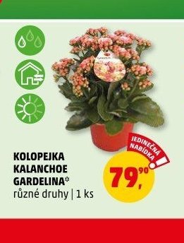KOLOPEJKA KALANCHOE GARDELINA