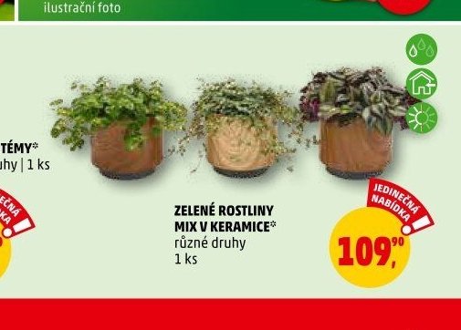 ZELENÉ ROSTLINY MIX V KERAMICE
