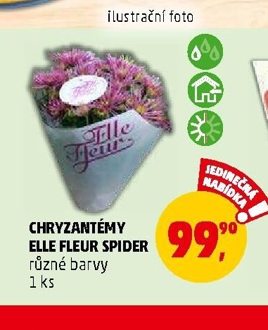 CHRYZANTÉMY ELLE FLEUR SPIDER